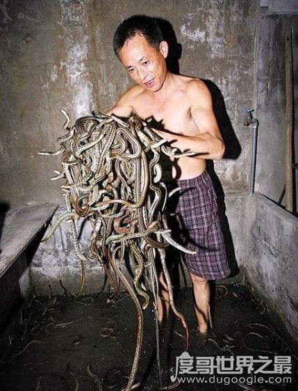 中国第一蛇村，多达300万条蛇(每天枕着上万条睡觉)