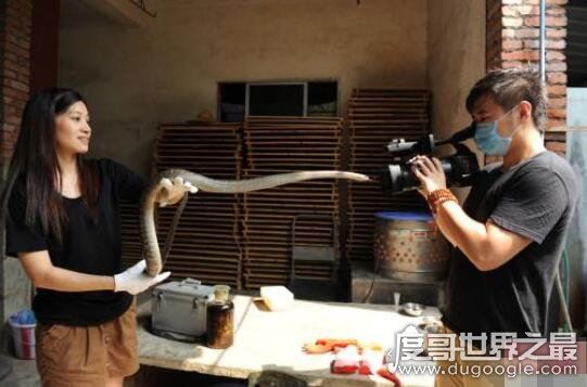 中国第一蛇村,多达300万条蛇(每天枕着上万条睡觉)