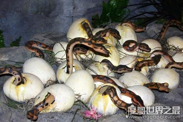 中国第一蛇村，多达300万条蛇(每天枕着上万条睡觉)