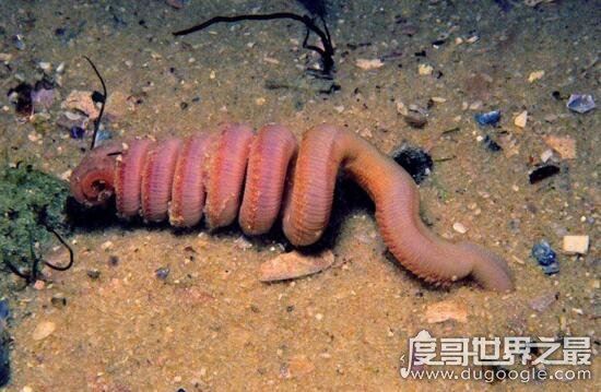 恐怖的吸血虫图片，以人血液为食寄生数十年能致死