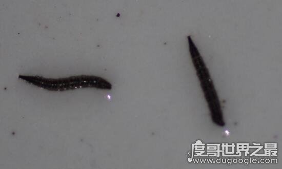 恐怖的吸血虫图片，以人血液为食寄生数十年能致死