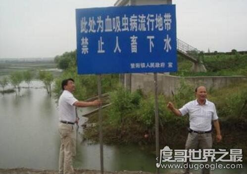 恐怖的吸血虫图片，以人血液为食寄生数十年能致死