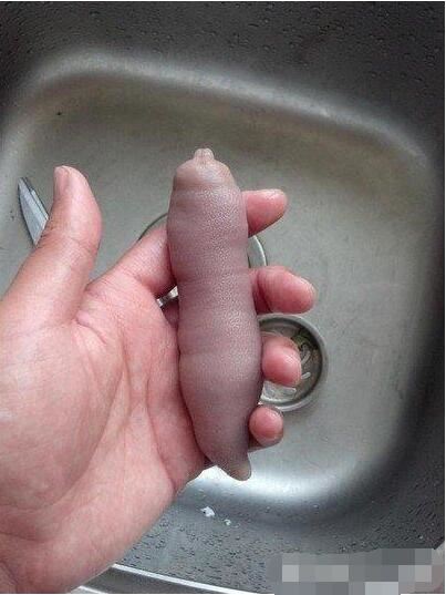 长相最下流的生物，单环刺螠俗称海肠子(看了会脸红)