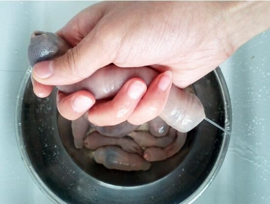 长相最下流的生物，单环刺螠俗称海肠子(看了会脸红)