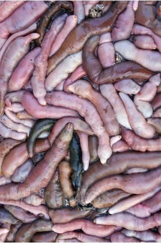 长相最下流的生物，单环刺螠俗称海肠子(看了会脸红)