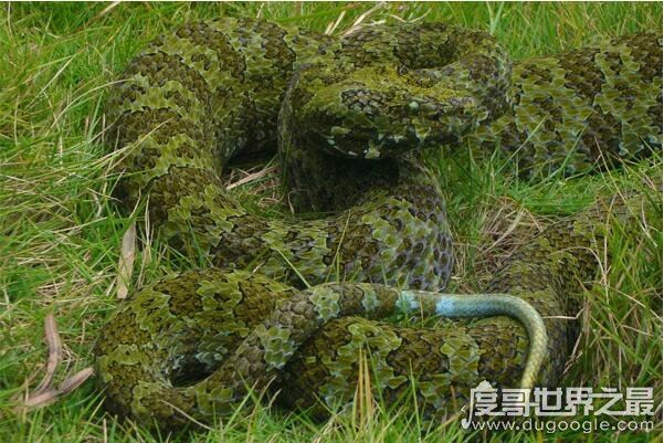 世界上最大的毒蛇，莽山烙铁头(长4米/重40斤破毒蛇纪录)