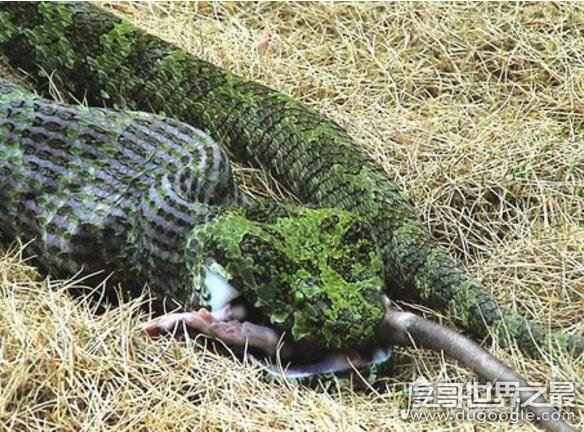 世界上最大的毒蛇，莽山烙铁头(长4米/重40斤破毒蛇纪录)