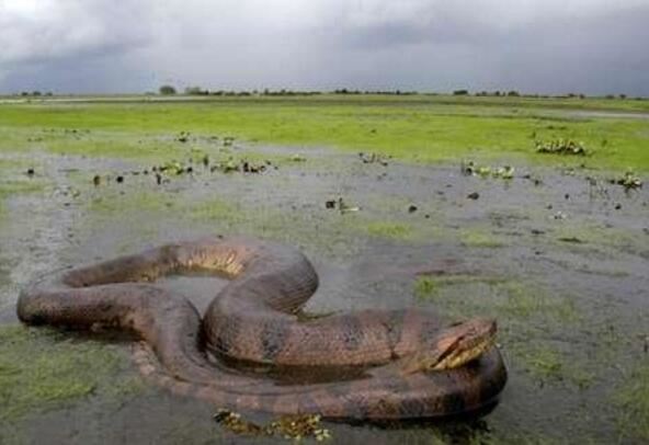 世界上最大的毒蛇，莽山烙铁头(长4米/重40斤破毒蛇纪录)