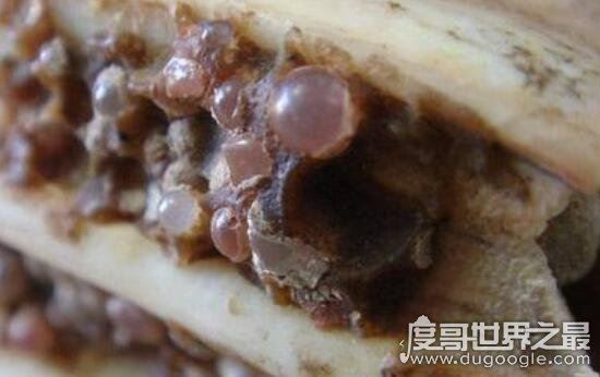 真正的舍利子是什么，珍贵的舍利子图片其实是假的