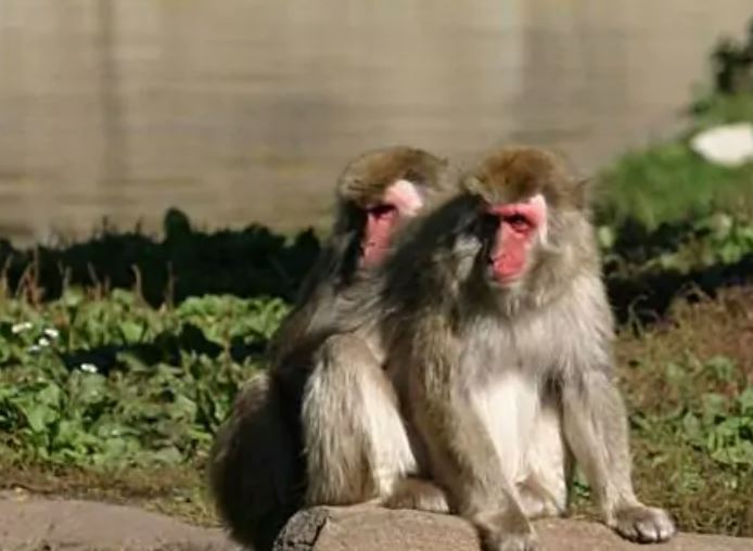 动物同性恋存在吗，什么动物是同性恋（上百种）