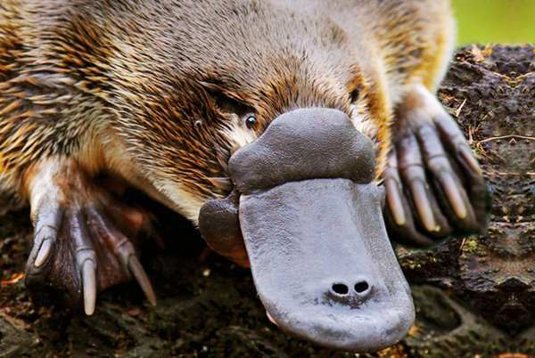 世界上最不可思议的动物，在灭绝恐龙的的浩劫中存活至今(未进化)