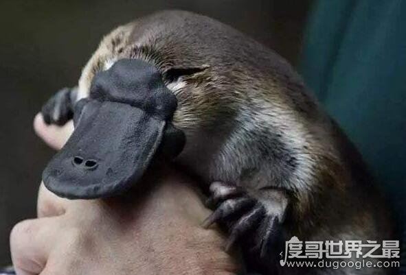 世界上现存最原始的动物，鸭嘴兽(在2500万年前便已经出现)