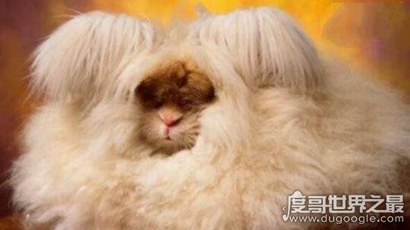 世界上毛最长的兔子，安哥拉兔毛长38厘米(全身只能看见嘴巴)