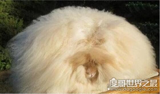 世界上毛最长的兔子，安哥拉兔毛长38厘米(全身只能看见嘴巴)