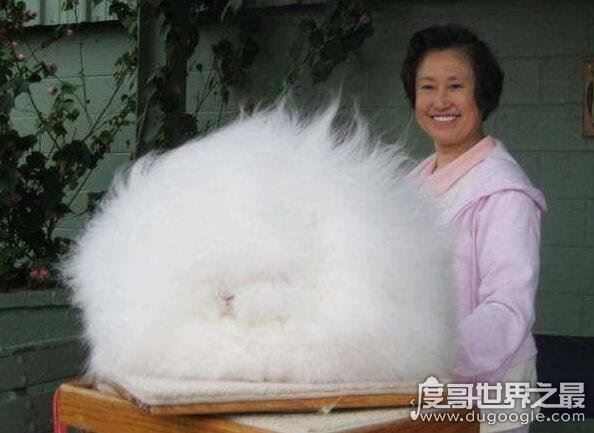 世界上毛最长的兔子,安哥拉兔毛长38厘米(全身只能看见嘴巴)