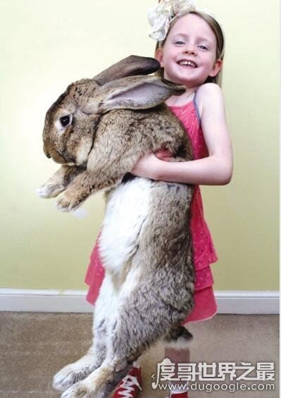 世界上毛最长的兔子，安哥拉兔毛长38厘米(全身只能看见嘴巴)