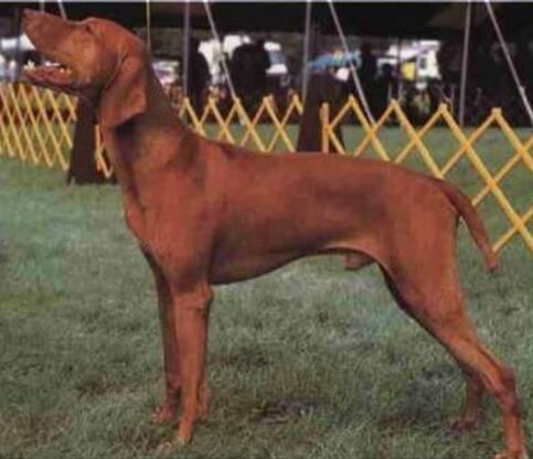 世界上跑最快的狗，世界上速度最快的10大狗狗排名