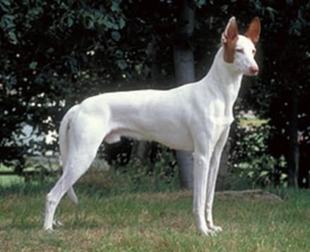 世界上跑最快的狗，世界上速度最快的10大狗狗排名