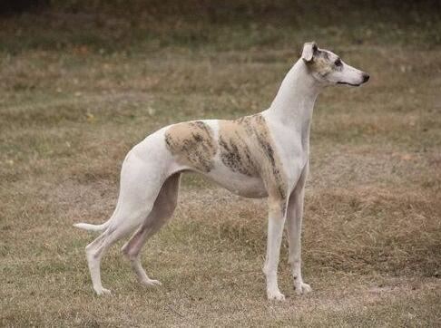 世界上跑最快的狗，世界上速度最快的10大狗狗排名