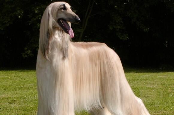 世界上跑最快的狗，世界上速度最快的10大狗狗排名