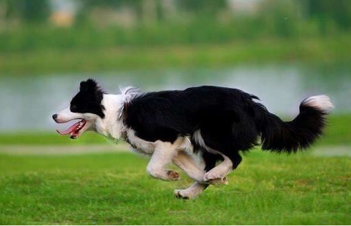 世界上跑最快的狗，世界上速度最快的10大狗狗排名