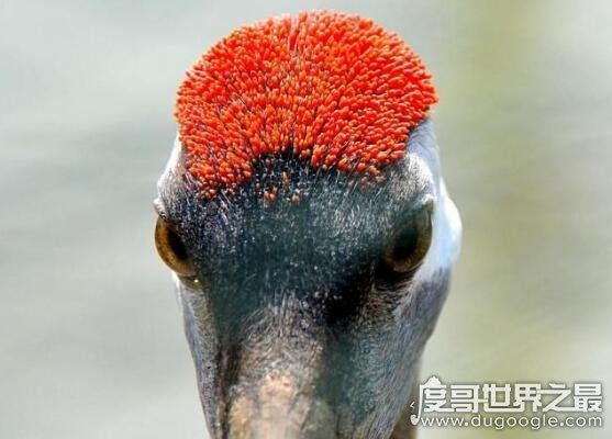 鹤顶红是什么毒药,俗称砒霜(古时候的鹤顶红是不纯的三氧化二砷)