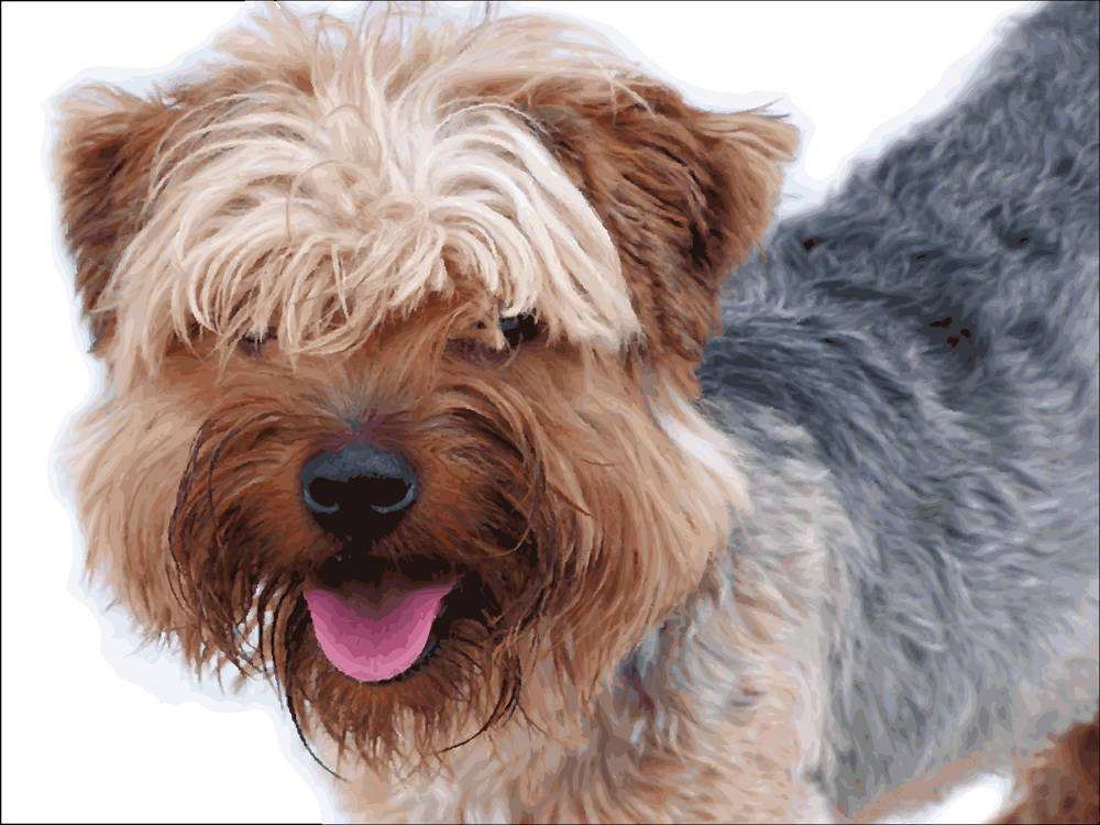 这世界十大名狗，可不仅仅是价格名贵