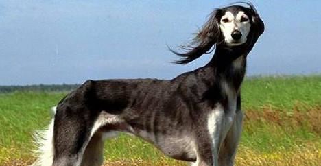 这世界十大名狗，可不仅仅是价格名贵