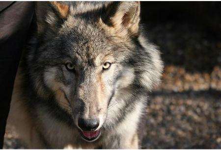 这世界十大名狗，可不仅仅是价格名贵