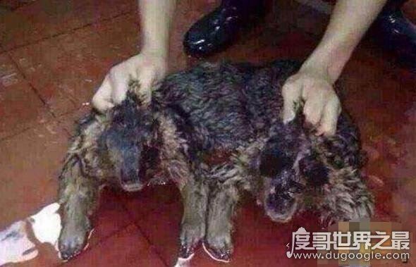 世界上有水猴子吗,水鬼的真实身份被揭开(其实是水獭)