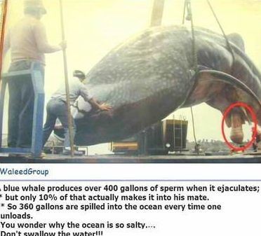 世界最大的阴茎，非洲象人族能长到30厘米长