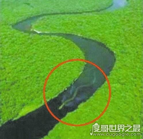 马来西亚发现巨蛇Nabau，长30米长着龙头的怪物