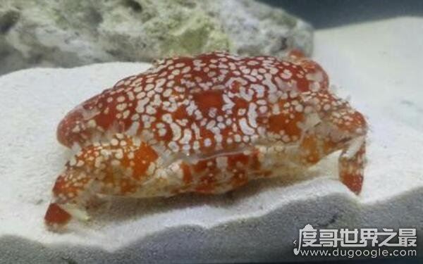 世界上最毒的螃蟹,一只可毒死45000只小老鼠(绣花脊熟若蟹)
