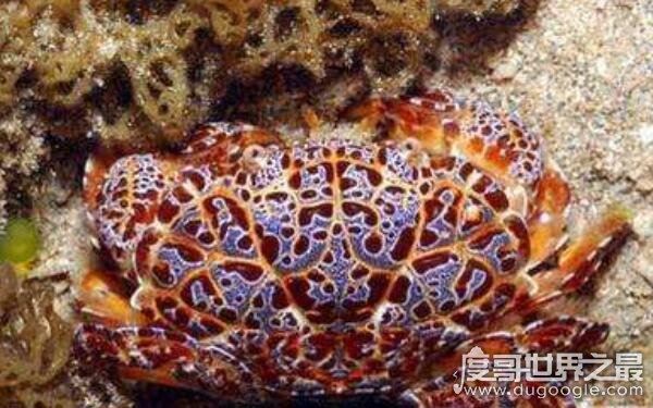世界上最毒的螃蟹，一只可毒死45000只小老鼠（绣花脊熟若蟹）