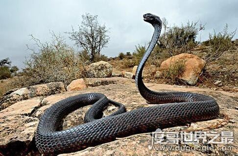 1963长白山大蛇，长白山发现3000年巨蛇传闻是真是假