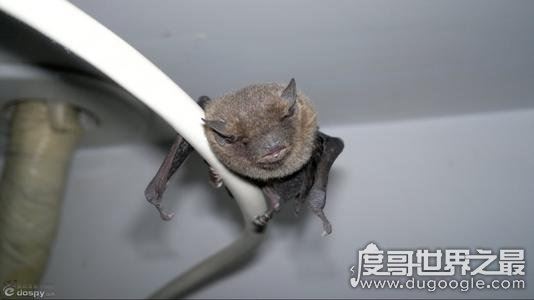 蝙蝠飞到家里是什么预兆,代表福兆(飞进家还是要驱赶出去)