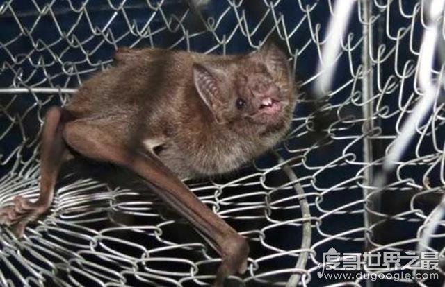 蝙蝠飞到家里是什么预兆，代表福兆(飞进家还是要驱赶出去)