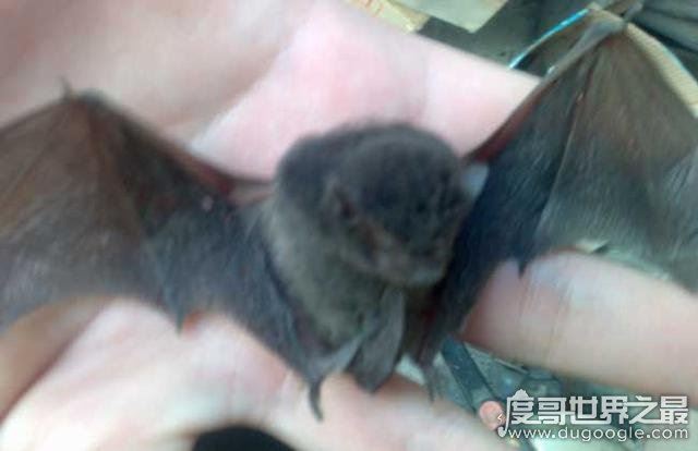 蝙蝠飞到家里是什么预兆,代表福兆(飞进家还是要驱赶出去)