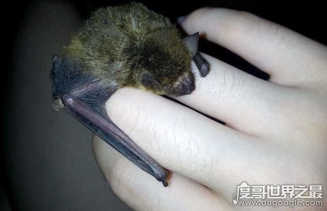 蝙蝠飞到家里是什么预兆，代表福兆(飞进家还是要驱赶出去)