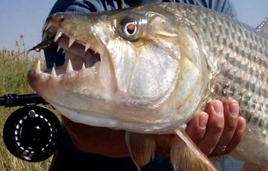 世界上最危险的鱼类，非洲虎鱼吃人(牙齿锋利)