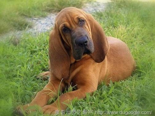 寻血猎犬（Bloodhound）世界上最著名的也是体型最大的嗅觉猎犬之一