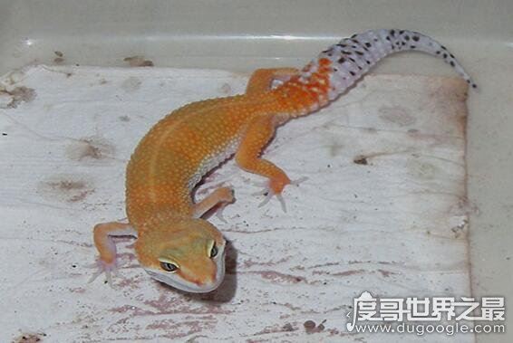 家养壁虎吃什么,它们一般吃各类昆虫(苍蝇蚊子飞蛾什么的)