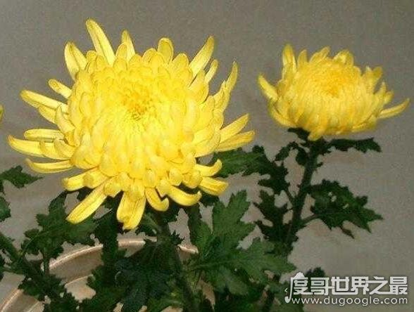 世界上时间最长的朝代,日本菊花王朝(从古代起就没有改朝换代过)