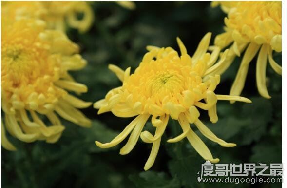 世界上时间最长的朝代,日本菊花王朝(从古代起就没有改朝换代过)