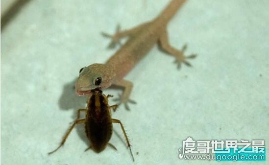 家养壁虎吃什么，它们一般吃各类昆虫(苍蝇蚊子飞蛾什么的)