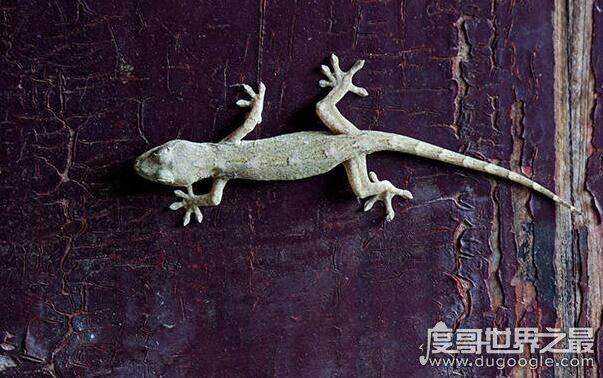 家养壁虎吃什么,它们一般吃各类昆虫(苍蝇蚊子飞蛾什么的)