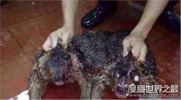 海猴子和水猴子的区别,水猴子图片看着真恐怖(内附图片)