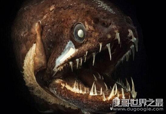 凶神恶煞的深海龙鱼,满口又长又尖的獠牙(身体会发光)