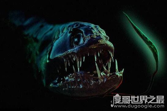 凶神恶煞的深海龙鱼,满口又长又尖的獠牙(身体会发光)