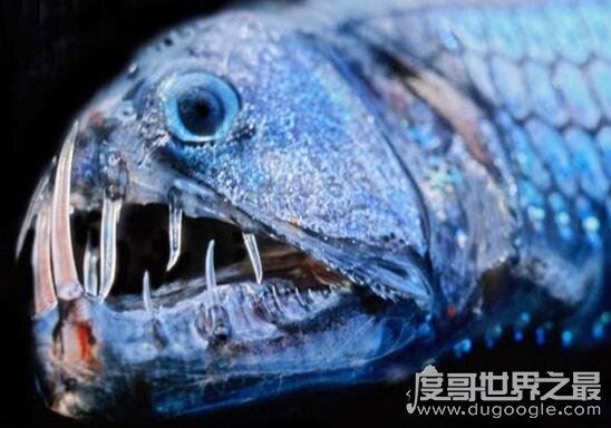 凶神恶煞的深海龙鱼,满口又长又尖的獠牙(身体会发光)